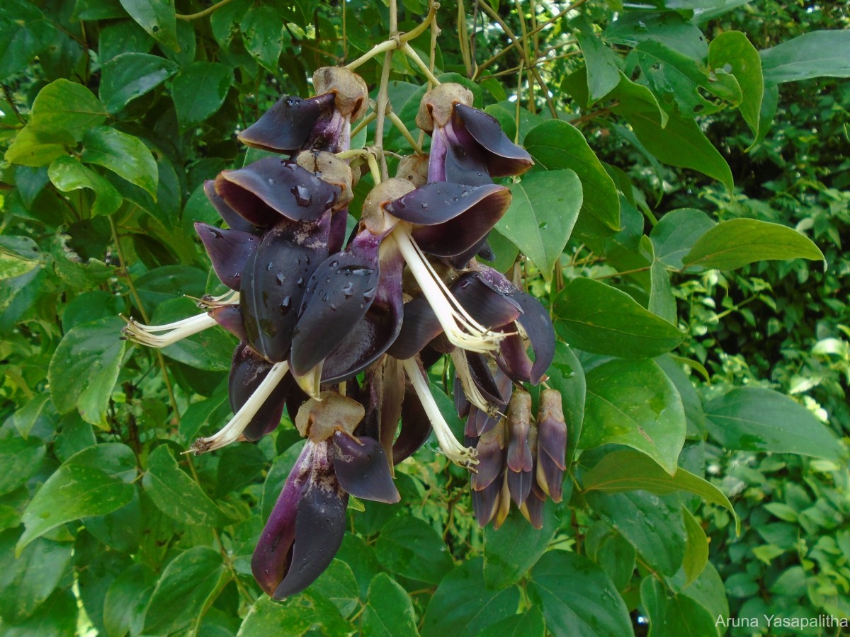 Mucuna atropurpurea (Roxb.) DC. ex Wight